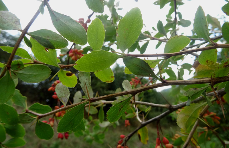 Berberis vulgaris - Berberidaceae: Crespino comune